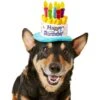 Frisco Birthday Cake Dog & Cat Hat -Pet Supplies Discount Store 139518 MAIN. AC SS1800 V1540401491