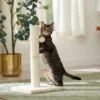 Frisco 21-in Sisal Cat Scratching Post With Toy -Pet Supplies Discount Store 140149 MAIN. AC SS1800 V1665765071