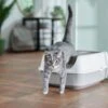Frisco Open Top Cat Litter Box With Rim, Large -Pet Supplies Discount Store 141378 MAIN. AC SS1800 V1675279581