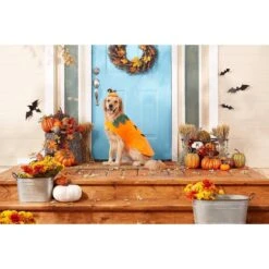 Frisco Pumpkin Dog & Cat Costume -Pet Supplies Discount Store 144446 PT3. AC SS1800 V1567175221