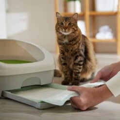 Frisco Cat Litter Pads, Unscented -Pet Supplies Discount Store 149816 PT5. AC SS1800 V1675279991