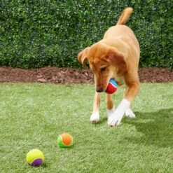 Frisco Fetch Squeaking Colorful Tennis Ball Dog Toy 14 Frisco Fetch Squeaking Colorful Tennis Ball Dog Toy -Pet Supplies Discount Store 152846 PT6. AC SS1800 V1691776651
