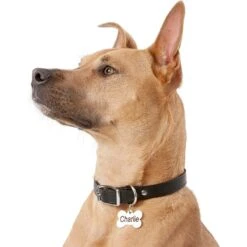 Frisco Personalized Dog ID Tag, Bone -Pet Supplies Discount Store 152994 PT5. AC SS1800 V1559856739