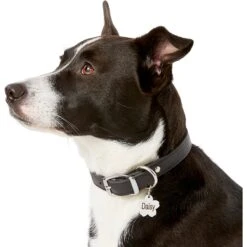 Frisco Stainless Steel Personalized Dog & Cat ID Tag, Flower -Pet Supplies Discount Store 153002 PT5. AC SS1800 V1540562264