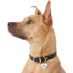 Frisco Personalized Dog & Cat ID Tag, Heart -Pet Supplies Discount Store 153006 PT5. AC SS1800 V1540562340