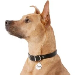 Frisco Personalized Dog & Cat Tag, Round 14 Frisco Personalized Dog & Cat Tag, Round -Pet Supplies Discount Store 153015 PT5. AC SS1800 V1540562586