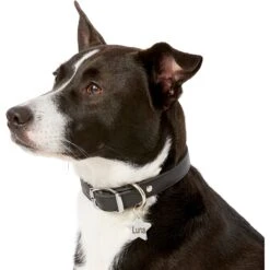 Frisco Stainless Steel Personalized Dog & Cat ID Tag, Star -Pet Supplies Discount Store 153017 PT5. AC SS1800 V1540562610