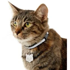 Frisco Stainless Steel Personalized Cat ID Tag, Cat -Pet Supplies Discount Store 153043 PT5. AC SS1800 V1540560131