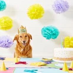 Frisco Happy Birthday Dog & Cat Crown -Pet Supplies Discount Store 153665 PT5. AC SS1800 V1551231039