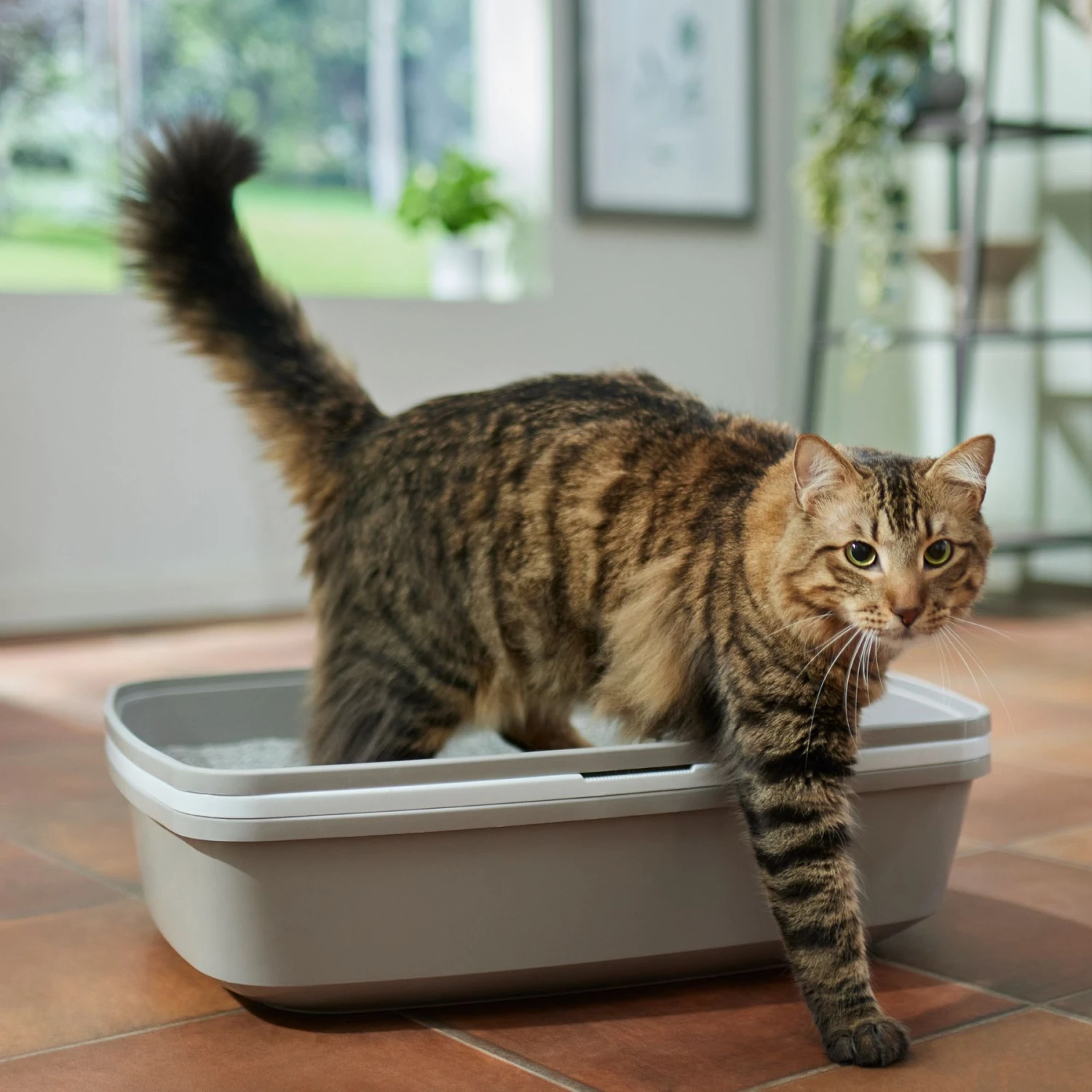Frisco Sifting Cat Litter Box, Large 3 Frisco Sifting Cat Litter Box, Large