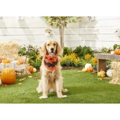 Frisco Jack O' Lantern Pumpkin Dog & Cat Bandana -Pet Supplies Discount Store 158934 PT4. AC SS1800 V1564430535
