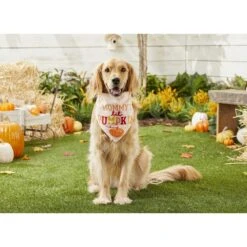 Frisco Mommy's Lil Pumpkin Dog & Cat Bandana -Pet Supplies Discount Store 158936 PT4. AC SS1800 V1633064807