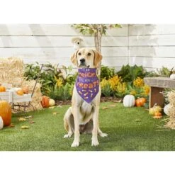 Frisco I Do Tricks For Treats Dog & Cat Bandana 13 Frisco I Do Tricks For Treats Dog & Cat Bandana -Pet Supplies Discount Store 158938 PT4. AC SS1800 V1633069923