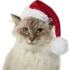 Frisco Holiday Dog & Cat Santa Hat, 1 Count -Pet Supplies Discount Store 160054 MAIN. AC SS1800 V1663948847