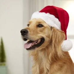 Frisco Holiday Dog & Cat Santa Hat, 1 Count 12 Frisco Holiday Dog & Cat Santa Hat, 1 Count -Pet Supplies Discount Store 160054 PT4. AC SS1800 V1637650626