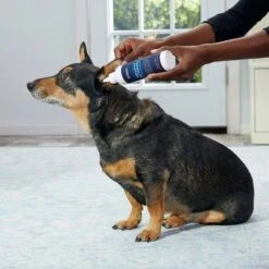 Frisco Advanced Ear Cleaner For Dogs & Cats, 8-oz Bottle -Pet Supplies Discount Store 178703 PT3. AC SS1800 V1581460105