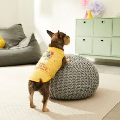 Frisco Llama-zing Birthday Dog & Cat T-Shirt -Pet Supplies Discount Store 191240 PT4. AC SS1800 V1582053521