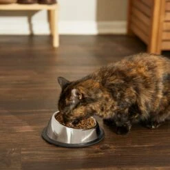 Frisco Stainless Steel Taper Non-Skid Cat Bowl -Pet Supplies Discount Store 204467 PT6. AC SS1800 V1599090080