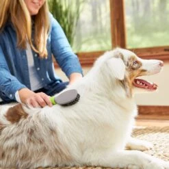 Frisco Cat & Dog Bristle Brush -Pet Supplies Discount Store 206859 PT5. AC SS1800 V1680186099