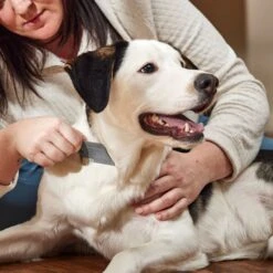 Frisco Flea Comb For Cats & Dogs -Pet Supplies Discount Store 206888 PT3. AC SS1800 V1680186156