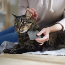 Frisco Flea Comb For Cats & Dogs -Pet Supplies Discount Store 206888 PT4. AC SS1800 V1680186101