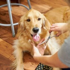 Frisco Curved-Tip Dog & Cat Shears -Pet Supplies Discount Store 206897 PT6. AC SS1800 V1680186158