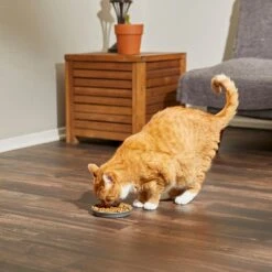 Frisco Round Cat Dish 11 Frisco Round Cat Dish -Pet Supplies Discount Store 216008 PT7. AC SS1800 V1605664315