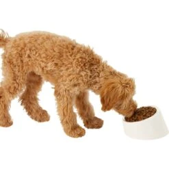 Frisco Slanted Stainless Steel Bowl -Pet Supplies Discount Store 216028 PT6. AC SS1800 V1605666119