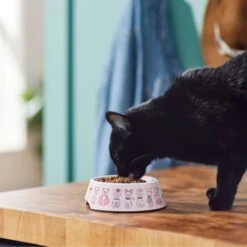 Frisco Pink Cute Cats Melamine Bowl -Pet Supplies Discount Store 216043 PT7. AC SS1800 V1633025211