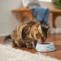 Frisco Colorful Fish Melamine Bowl 13 Frisco Colorful Fish Melamine Bowl -Pet Supplies Discount Store 216047 PT7. AC SS1800 V1633025238