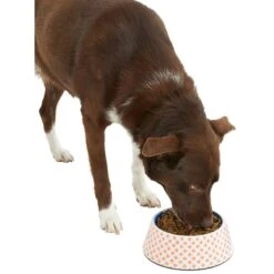 Frisco Southwest Melamine Bowl -Pet Supplies Discount Store 216064 PT6. AC SS1800 V1605652321