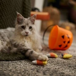 Frisco Halloween Candy Corn Plush Cat Toy With Catnip -Pet Supplies Discount Store 218645 PT3. AC SS1800 V1689878929