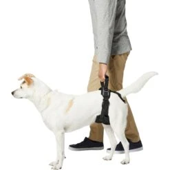 Frisco Rear Lift Handicapped Support Dog Harness 11 Frisco Rear Lift Handicapped Support Dog Harness -Pet Supplies Discount Store 220374 PT5. AC SS1800 V1605743213