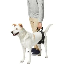 Frisco Rear Lift Handicapped Support Dog Harness 12 Frisco Rear Lift Handicapped Support Dog Harness -Pet Supplies Discount Store 220374 PT6. AC SS1800 V1605755228