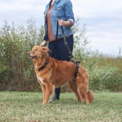 Frisco Rear Lift Handicapped Support Dog Harness 13 Frisco Rear Lift Handicapped Support Dog Harness -Pet Supplies Discount Store 220374 PT7. AC SS1800 V1605754619