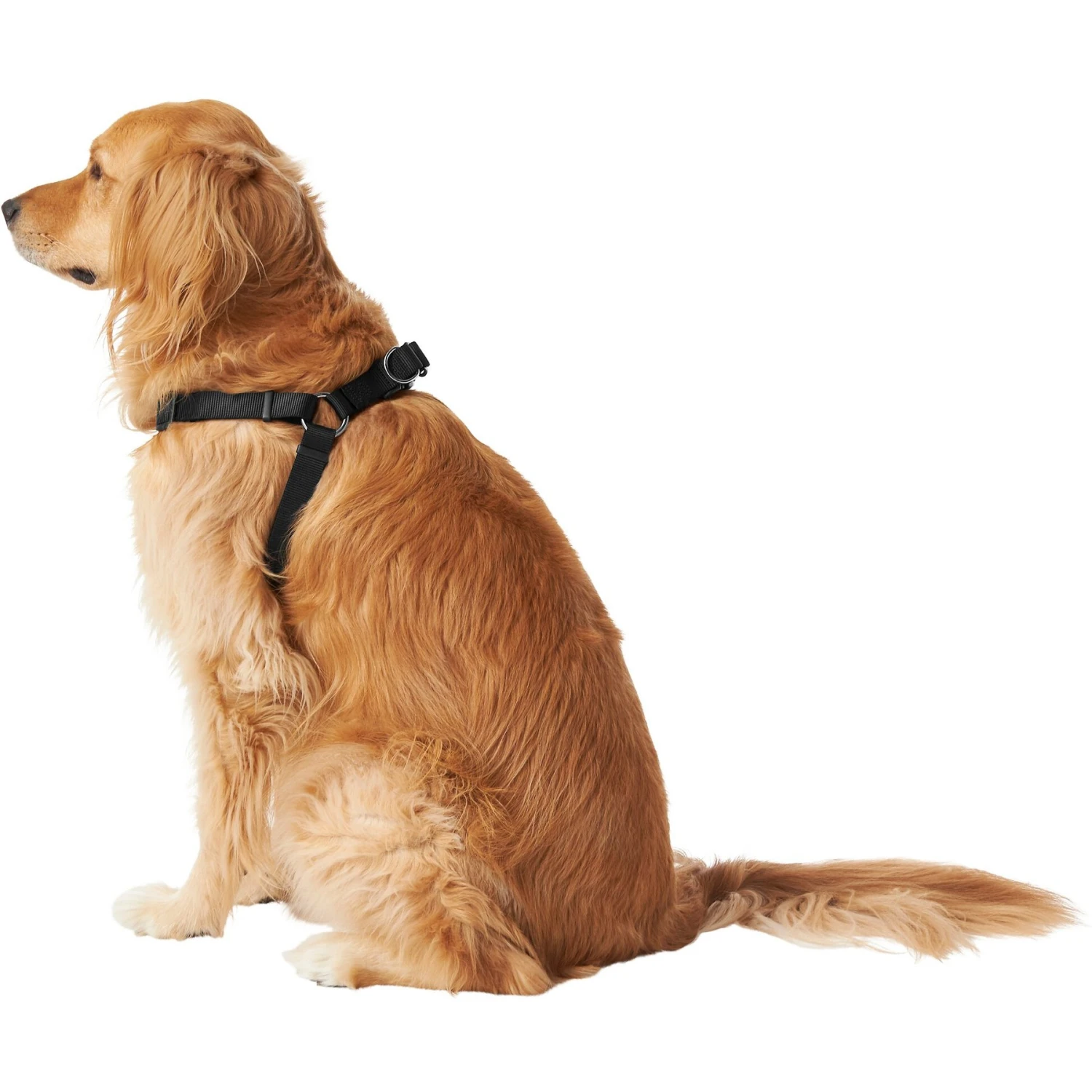 Frisco Nylon Step In Back Clip Dog Harness 6 Frisco Nylon Step In Back Clip Dog Harness - Image 4