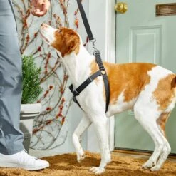 Frisco Nylon Step In Back Clip Dog Harness 11 Frisco Nylon Step In Back Clip Dog Harness -Pet Supplies Discount Store 220519 PT4. AC SS1800 V1605582116