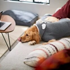 Frisco Bear Hooded Dog & Cat Sweater 15 Frisco Bear Hooded Dog & Cat Sweater -Pet Supplies Discount Store 223786 PT7. AC SS1800 V1599566227