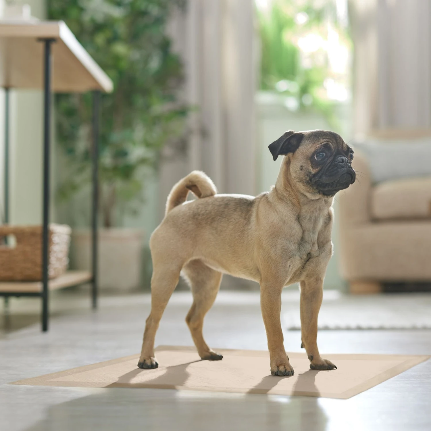 Frisco Large Eco-Conscious Dog Training & Potty Pads 9 Frisco Large Eco-Conscious Dog Training & Potty Pads - Image 7