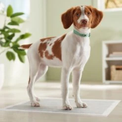 Frisco Charcoal Dog Training & Potty Pads 17 Frisco Charcoal Dog Training & Potty Pads -Pet Supplies Discount Store 227456 PT6. AC SS1800 V1674667029