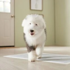 Frisco Giant Charcoal Dog Training & Potty Pads -Pet Supplies Discount Store 227462 PT6. AC SS1800 V1674665684