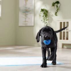 Frisco Premium Extra Large Printed Dog Training & Potty Pads -Pet Supplies Discount Store 227468 PT6. AC SS1800 V1674666681