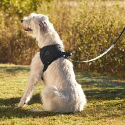 Frisco Big Dog Harness 15 Frisco Big Dog Harness -Pet Supplies Discount Store 227877 PT6. AC SS1800 V1604446045