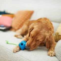 Frisco Retro PC Mouse Rubber Tug & Fetch Dog Toy -Pet Supplies Discount Store 230385 PT3. AC SS1800 V1606953426