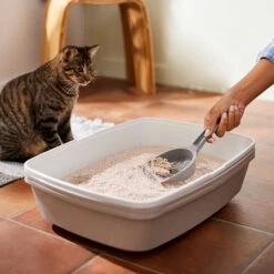 Frisco Natural Lightly Scented Clumping Grass Cat Litter -Pet Supplies Discount Store 230714 PT4. AC SS1800 V1659023184