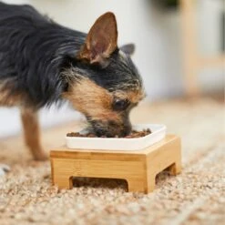 Frisco Square Melamine Dog & Cat Bowl With Bamboo Stand -Pet Supplies Discount Store 232072 PT8. AC SS1800 V1605746845