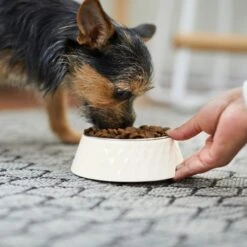 Frisco Hammered Melamine Stainless Steel Dog Bowl -Pet Supplies Discount Store 232083 PT7. AC SS1800 V1692989464