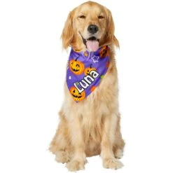 Frisco Halloween Pumpkins Personalized Dog & Cat Bandana -Pet Supplies Discount Store 242815 PT6. AC SS1800 V1618509475