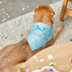 Frisco It's My Birthday Dog & Cat Bandana, Blue -Pet Supplies Discount Store 248697 PT7. AC SS1800 V1613586088