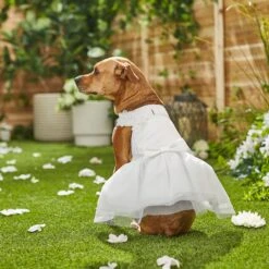 Frisco Formal Dog Wedding Dress -Pet Supplies Discount Store 248743 PT7. AC SS1800 V1614118361